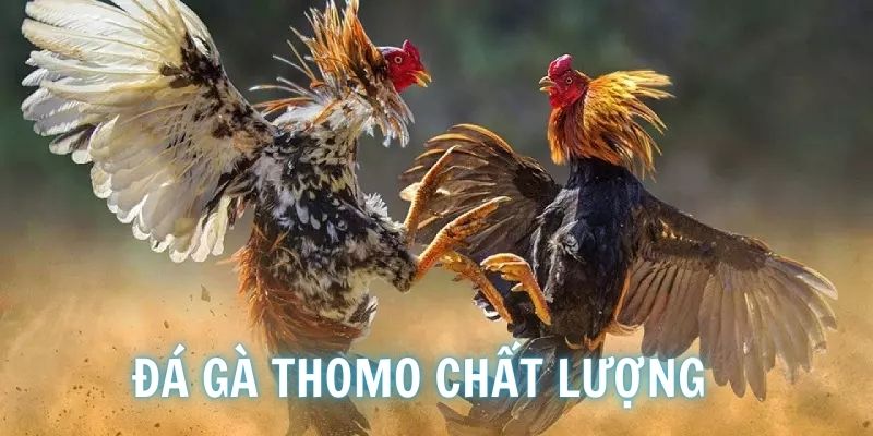 Đá gà Thomo được nhiều sư kê yêu thích