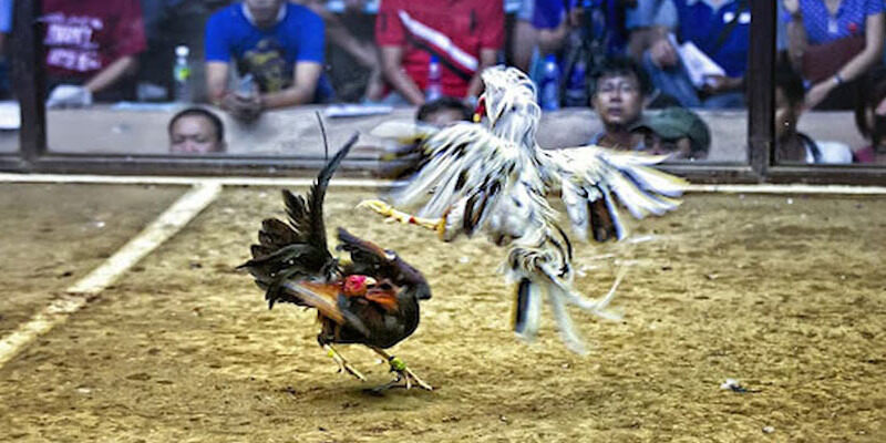 Lựa chọn kê đá tốt