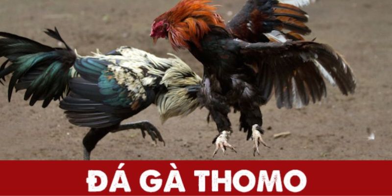 Giới thiệu về đấu trường đá gà Thomo tại TA88