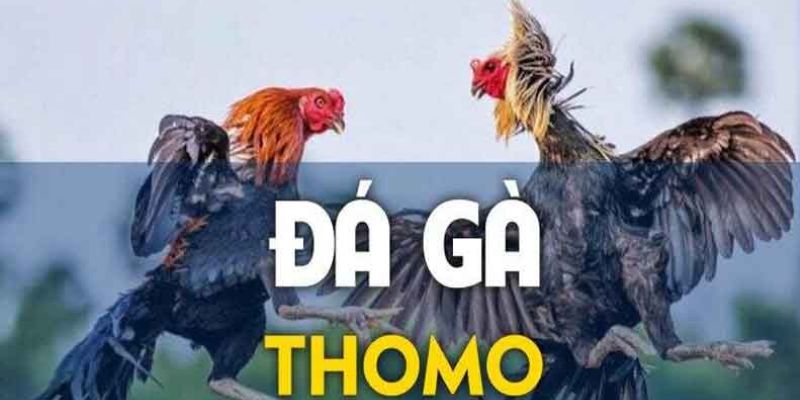 Luật lệ khi tham gia cá cược chọi gà Thomo